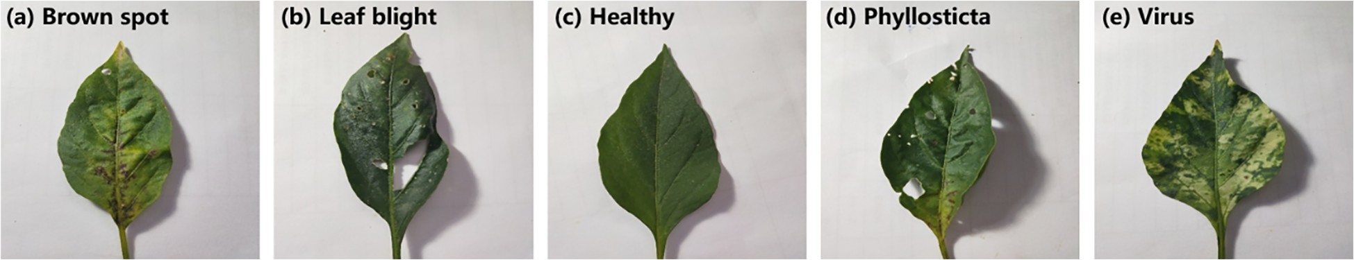 Five leaves are shown in a row, each labeled with different conditions: (a) Brown spot, showing dark patches; (b) Leaf blight, with multiple small holes and discoloration; (c) Healthy, appearing uniformly green; (d) Phyllosticta, featuring holes and spots; (e) Virus, marked by mottled yellow and green patterns.