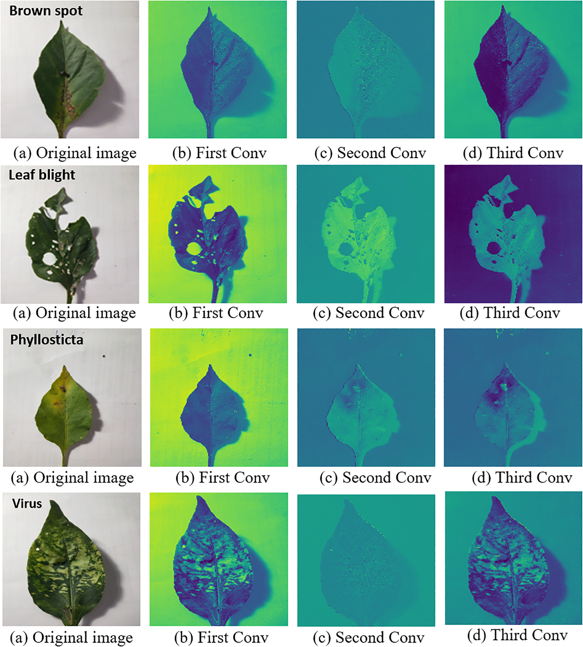 Image showing a series of leaves with different diseases: Brown spot, Leaf blight, Phyllosticta, and Virus. Each row displays an original leaf image followed by three convolutionally processed images labeled First Conv, Second Conv, and Third Conv, showing increasing levels of processing.