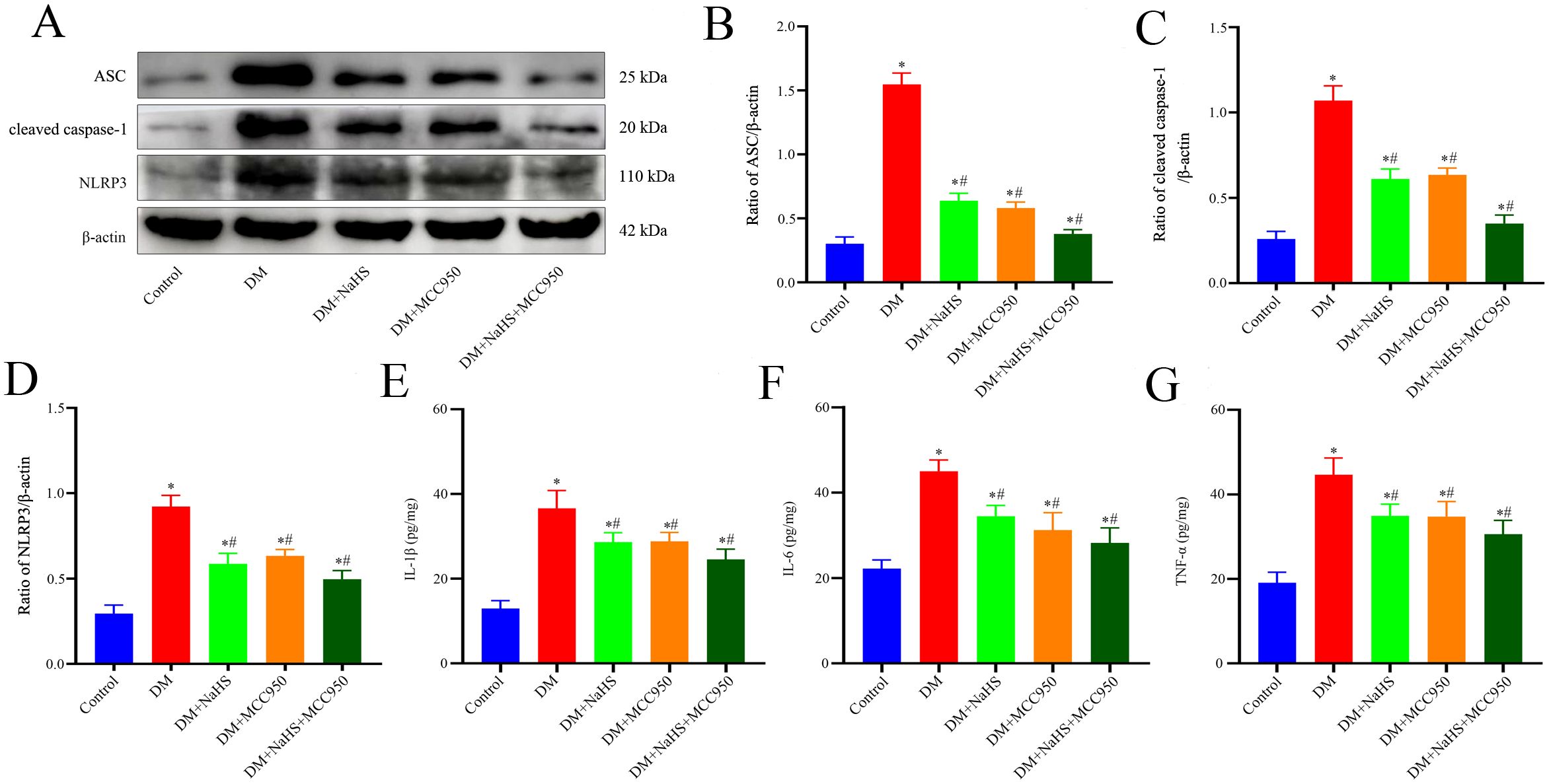 Western blot and bar graphs showing protein expression levels. Panel A displays protein bands for ASC, cleaved caspase-1, NLRP3, and β-actin across different experimental groups. Panels B to D show bar graphs of relative protein expression, while E to G depict levels of IL-1β, IL-6, and TNF-α across control, DM, DM+NaHS, DM+MCC950, and DM+NaHS+MCC950 groups. Significant differences are indicated by symbols.
