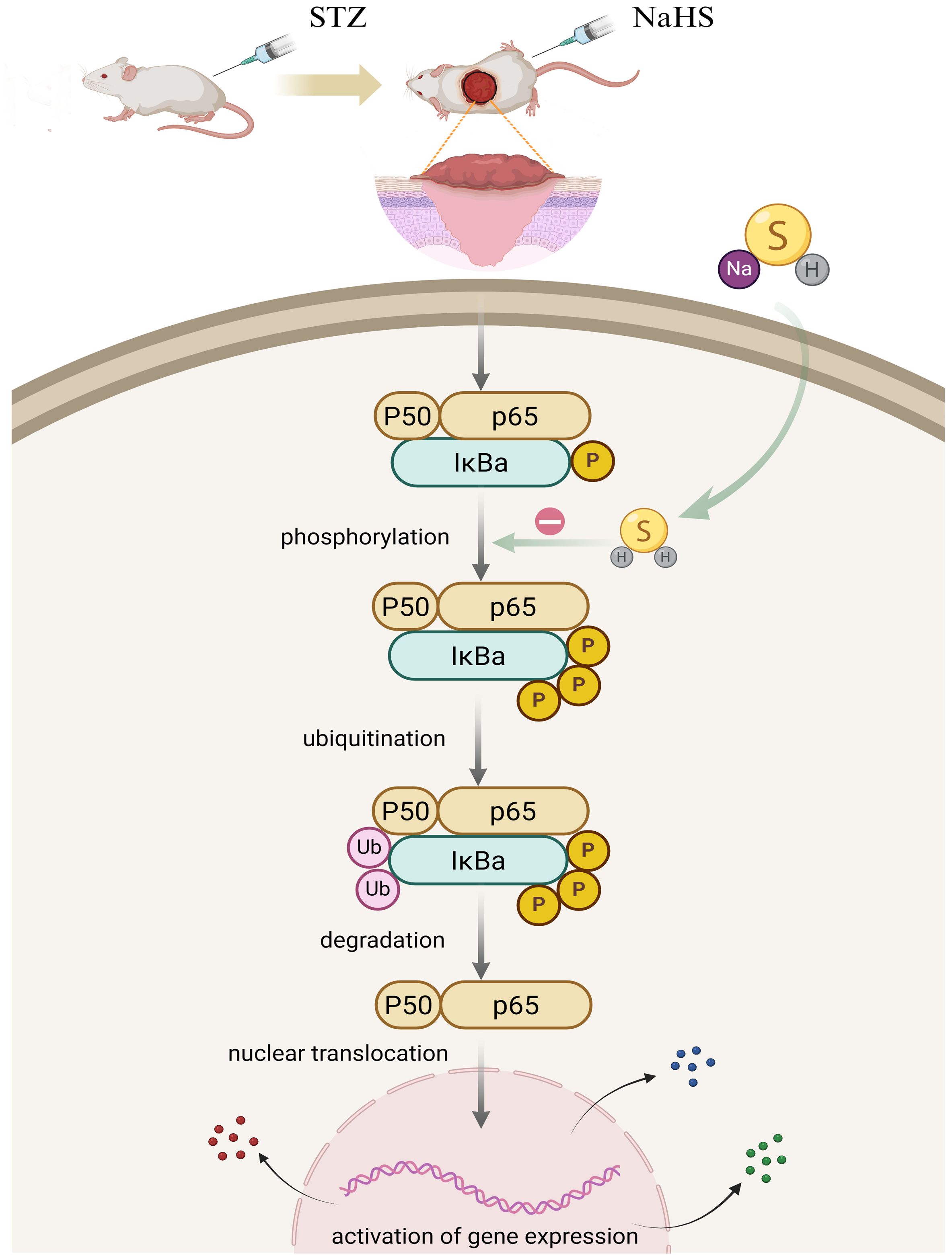 Diagram showing the molecular mechanism involving STZ and NaHS in a mouse model. After STZ injection, a wound is represented. NaHS interacts with molecules S and H. Phosphorylation involves P50, p65, and IκBα with phosphorylation and ubiquitination processes leading to IκBα degradation. P50 and p65 translocate into the nucleus, resulting in gene expression activation.