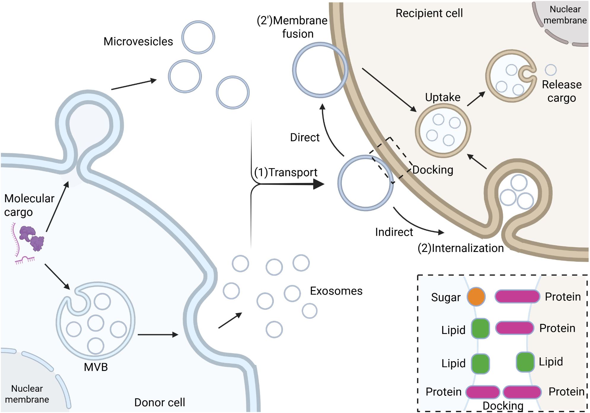Diagram illustrating the process of microvesicle and exosome transport between donor and recipient cells. The donor cell releases microvesicles and exosomes carrying molecular cargo. Exosomes originate from multivesicular bodies (MVB). Transport occurs through direct or indirect membrane fusion and docking. The recipient cell internalizes the vesicles, which release their cargo. An inset shows a detailed view of docking interactions involving sugars, lipids, and proteins. The nuclear membranes are also depicted.