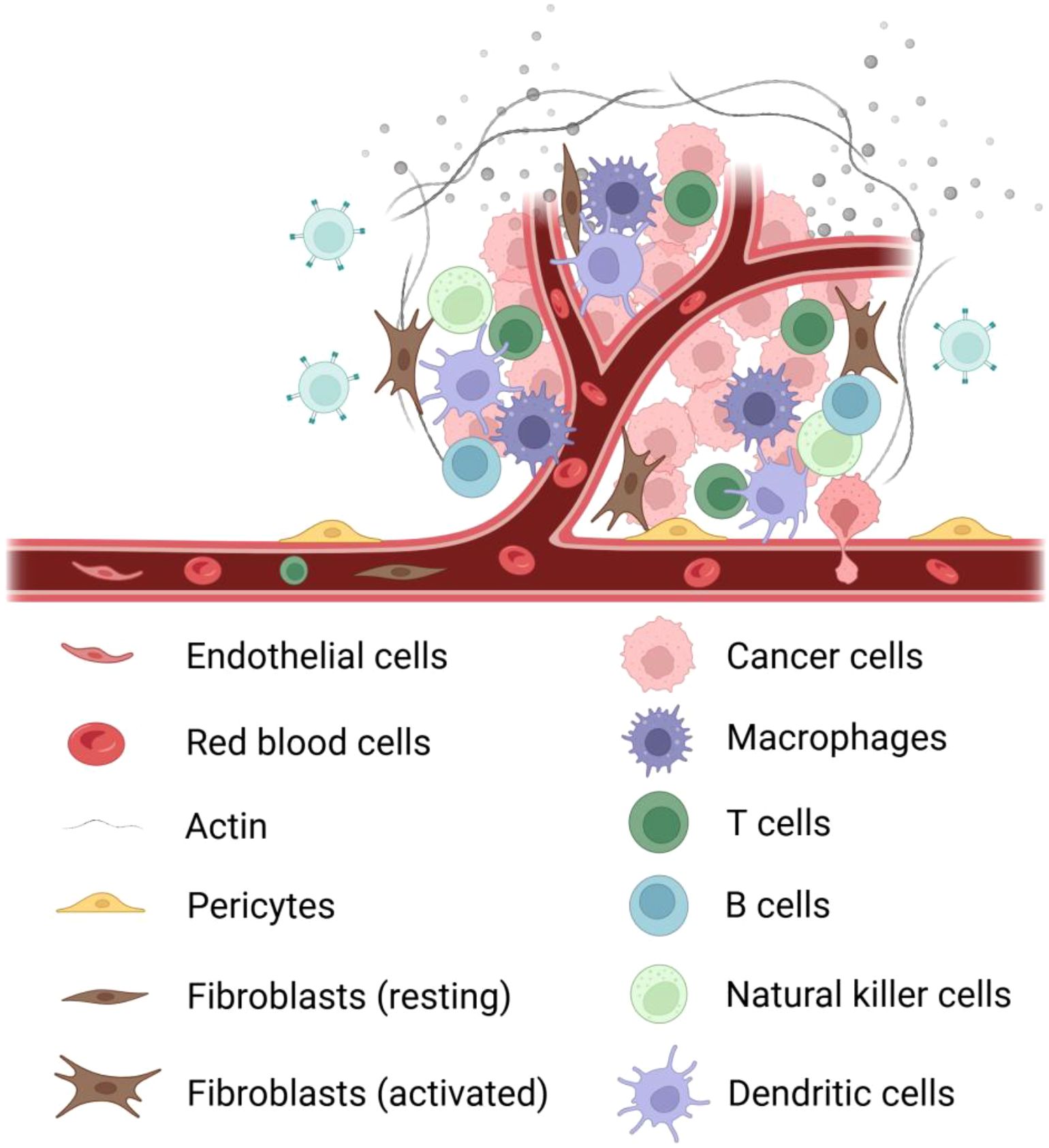 Illustration of a blood vessel surrounded by various cell types, including endothelial cells, red blood cells, cancer cells, macrophages, T cells, B cells, natural killer cells, dendritic cells, pericytes, resting and activated fibroblasts, with actin present. Each cell type is labeled and color-coded. The depiction shows a complex interaction between the cells and the blood vessel.
