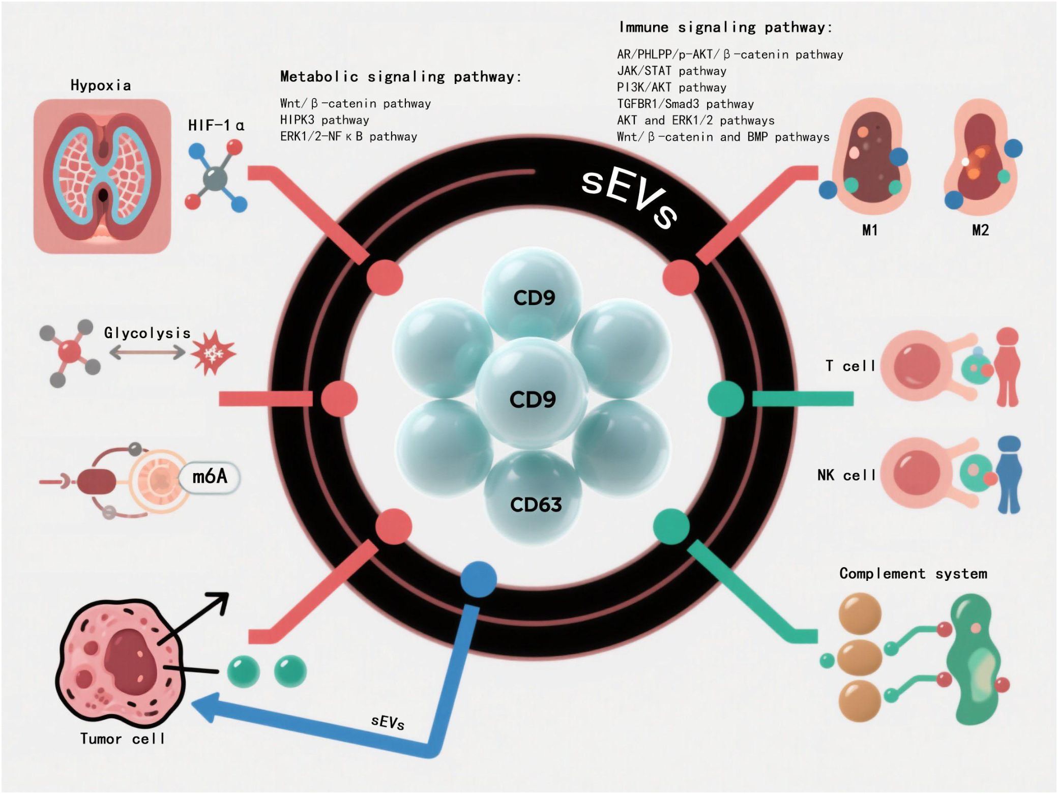 Diagram illustrating pathways and interactions of small extracellular vesicles (sEVs) in cellular processes. Central sEVs are shown with labels CD9 and CD63. The left section depicts hypoxia, glycolysis, m6A modification, and their role in tumor cells. Top right shows immune signaling pathways, including interactions with M1 and M2 cells. Bottom right illustrates interactions with T cells, NK cells, and the complement system, highlighting metabolic and immune signaling pathways. Key pathways are listed, such as Wnt/β-catenin and PI3K/AKT. Arrows indicate interactions between these elements.
