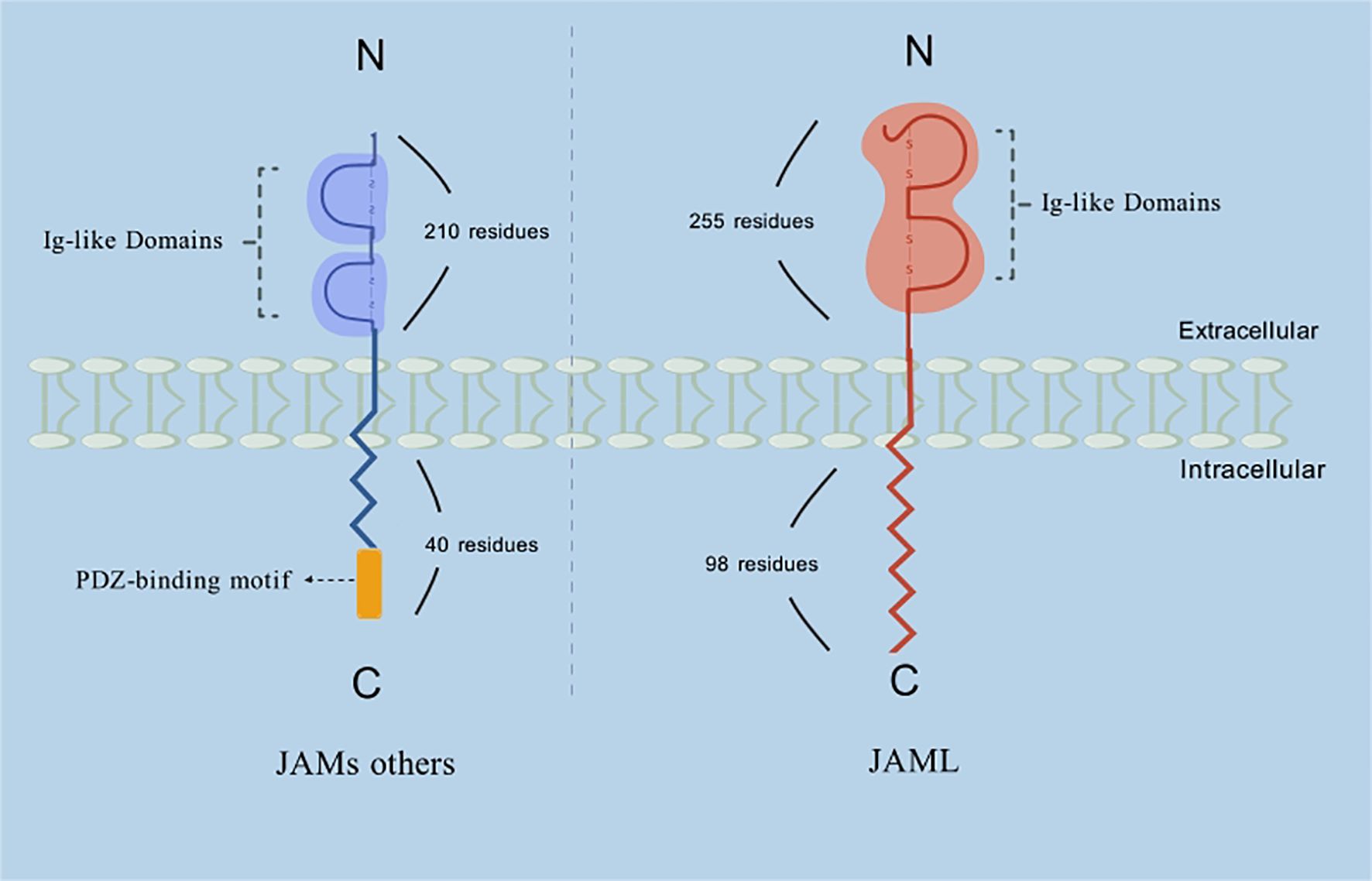 Diagram comparing the structures of JAMs and JAML. Both have Ig-like domains in the extracellular region. JAMs have 210 residues in Ig-like domains and 40 residues in the intracellular region with a PDZ-binding motif, colored in blue. JAML has 255 residues in Ig-like domains and 98 residues intracellularly, colored in red. Both structures span the membrane.