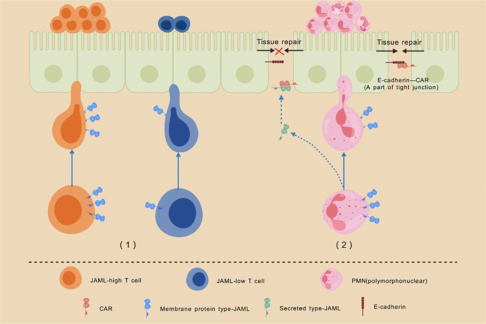 Illustration showing the interaction between different cell types and proteins involved in tissue repair. On the left, JAML-high T cells interact with CAR proteins on a cell membrane. In the center, JAML-low T cells engage with membrane protein type-JAML. On the right, PMN cells use secreted type-JAML to aid tissue repair, with E-cadherin as part of the tight junctions. The labeled components include JAML-high T cell, JAML-low T cell, PMN, CAR, membrane protein type-JAML, secreted type-JAML, and E-cadherin.