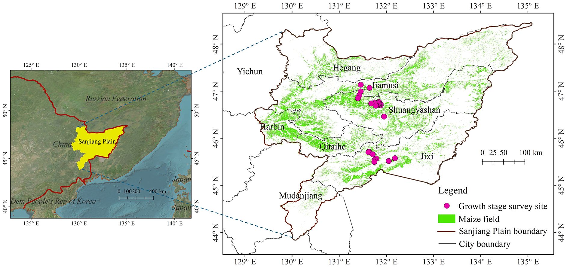 Map showing the Sanjiang Plain in China. The inset details areas within the Sanjiang Plain, indicating maize fields in green and growth stage survey sites with purple dots. This region encompasses the entire cities of Jiamusi, Hegang, Shuangyashan, Jixi, and Qitaihe, as well as parts of Harbin and Mudanjiang. Boundaries of the Sanjiang Plain and cities are outlined in different colors.