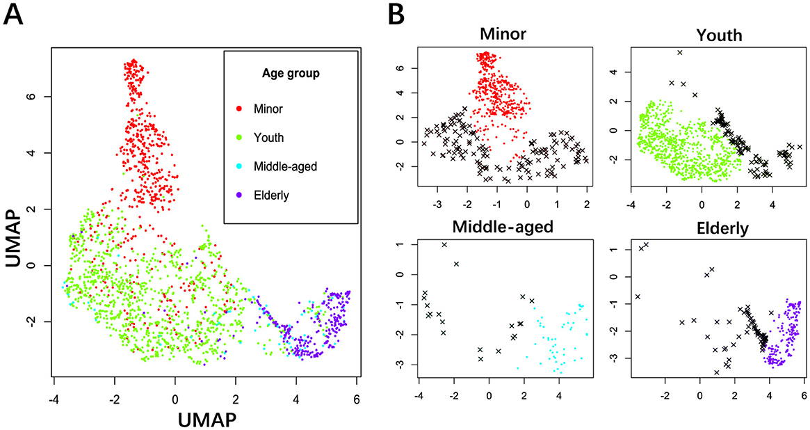 Scatter plots depicting UMAP data visualization. Panel A shows a combined plot with data points colored by age group red for minors, green for youth, cyan for middle-aged, and purple for elderly. Panel B shows individual plots for each age group with black crosses representing a comparative dataset against each distinct colored cluster.