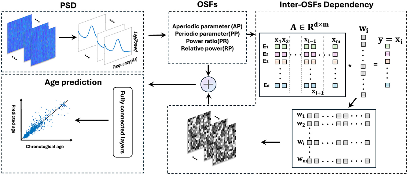 Diagram illustrating a neural network model for age prediction from neural data. It shows three main sections PSD, OSFs, and Inter-OSFs Dependency. The PSD section depicts power spectral density curves. The OSFs focus on extracting parameters like aperiodic and periodic elements. The Inter-OSFs Dependency consists of matrices representing dependencies between these features. The process involves fully connected layers leading to an age prediction graph, plotting predicted age against chronological age.