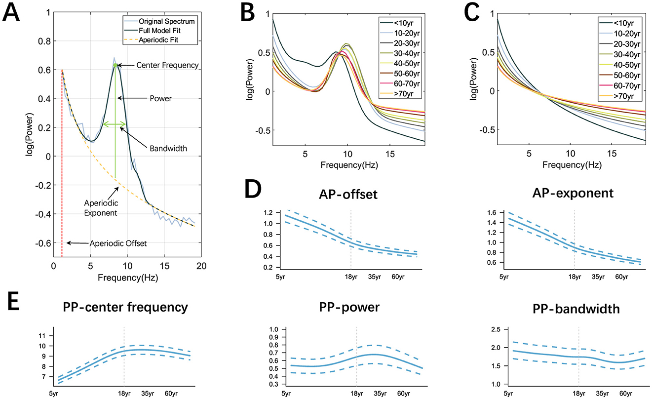 Graphical analysis of power and frequency across various age groups. Panel A shows the original spectrum with a full model and aperiodic fit, highlighting center frequency, power, and bandwidth. Panels B and C display log-power vs. frequency for different age brackets. Panels D and E depict trends in AP-offset, AP-exponent, PP-center frequency, PP-power, and PP-bandwidth over time, with dashed lines indicating variability.