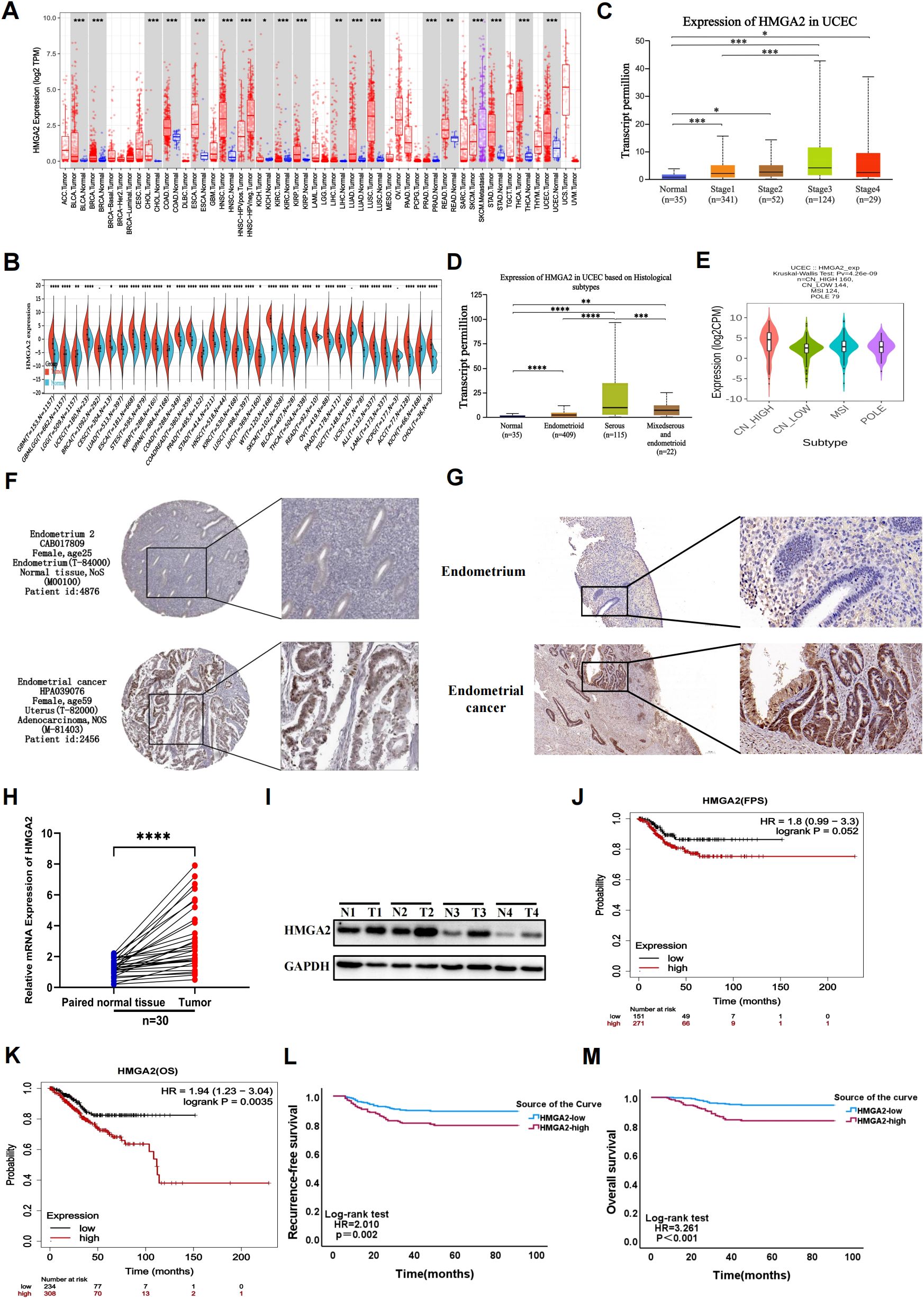 The image comprises several panels displaying data and graphs related to HMGA2 expression in various cancer studies. Panel A shows a bar graph of HMGA2 expression across different cancer types. Panel B uses violin plots to illustrate expression across cancer subtypes. Panels C and D feature bar graphs showing transcript per million in UCEC stages and histological subtypes. Panel E provides a violin plot of expression by subtype. Panels F and G include microscopic images of endometrial tissue and cancer. Panel H presents a graph comparing mRNA expression in paired tissues. Panel I shows a Western blot for HMGA2 and GAPDH. Panels J, K, L, and M display survival curves relating to HMGA2 expression levels.