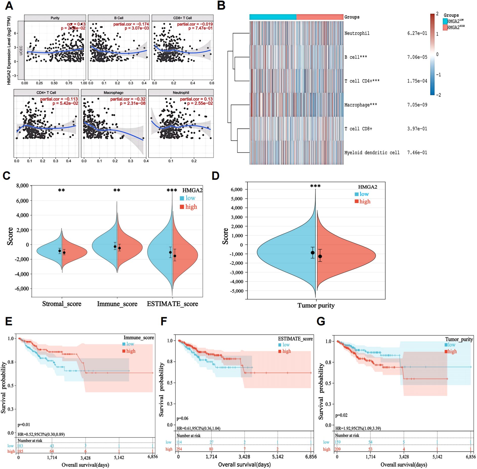 A collage of scientific data visualizations analyzing HMGA2. Panel A shows scatter plots displaying correlations between HMGA2 expression and immune cell types, with correlation coefficients and significance levels. Panel B presents a heatmap of HMGA2 expression across various immune cells. Panels C and D contain violin plots comparing stromal, immune, ESTIMATE scores, and tumor purity between low and high HMGA2 groups. Panels E, F, and G depict Kaplan-Meier survival curves relating low and high HMGA2 levels to overall survival, with hazard ratios and p-values indicated. The focus is on understanding the impact of HMGA2 on immune environment and survival outcomes.