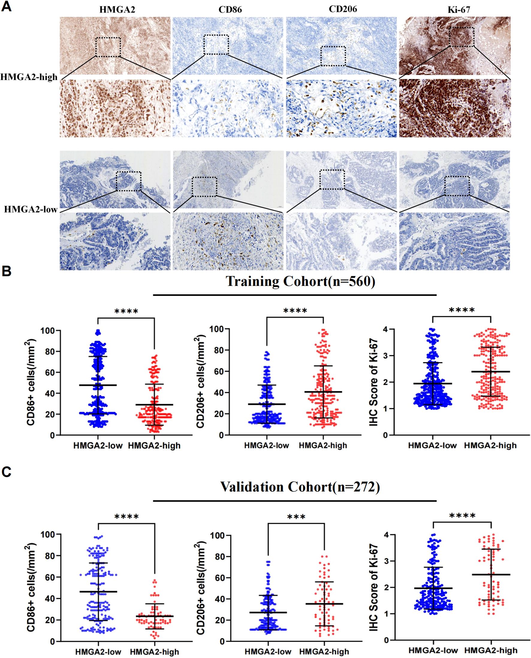 Panel A shows tissue samples stained for HMGA2, CD86, CD206, and Ki-67 markers, comparing high and low HMGA2 expression. Panels B and C include scatter plots of CD86, CD206 cells, and Ki-67 scores across HMGA2-high and HMGA2-low groups in training (n=560) and validation cohorts (n=272), with significant differences indicated by asterisks.