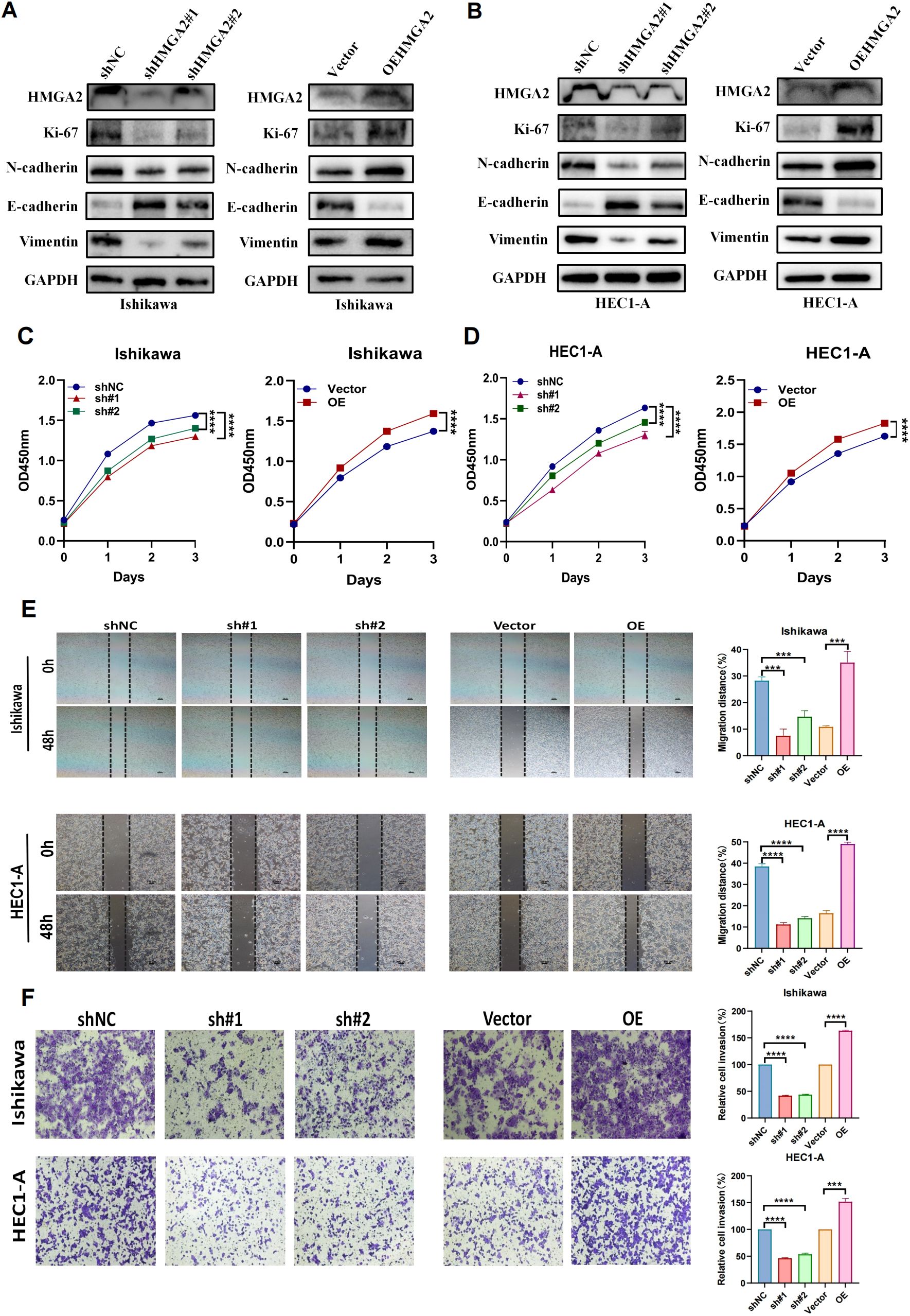 Figures A and B show protein expression analysis via Western blot for HMGA2, Ki-67, N-cadherin, E-cadherin, Vimentin, and GAPDH in Ishikawa and HEC1-A cell lines, comparing shNC, shHMGA2, Vector, and OE conditions. Figures C and D display growth curves via OD450 measurements over three days for Ishikawa and HEC1-A cells under different treatments. Figure E presents wound healing assays comparing cell migration in Ishikawa and HEC1-A cells across different conditions, with corresponding bar graphs. Figure F shows cell invasion assay results with bar graphs depicting relative invasion percentages for each group.