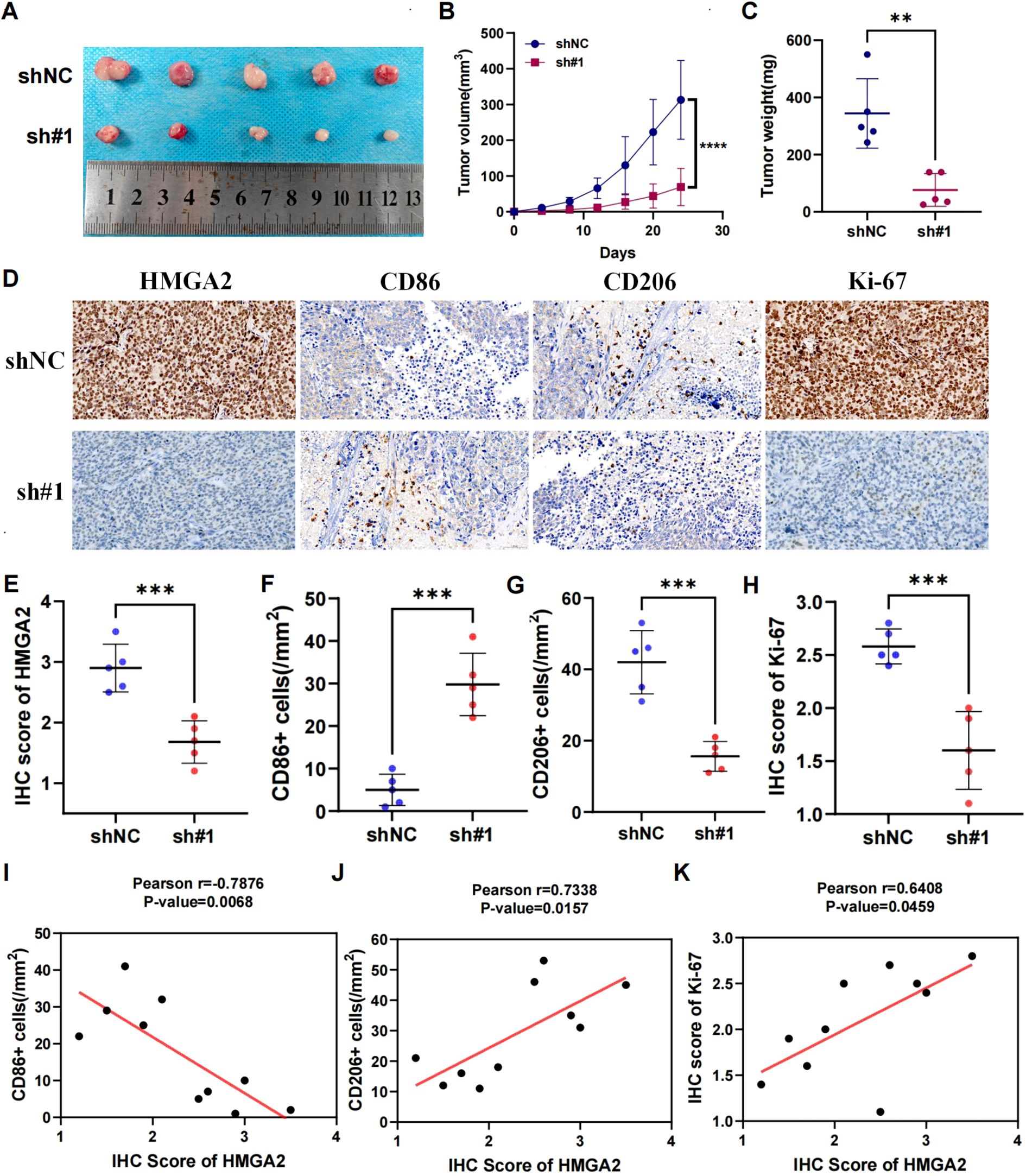 Composite image showing analysis of tumor characteristics and marker expression. Panel A displays tumor samples with a ruler for scale. Panel B shows a line graph comparing tumor volume over time between shNC and sh#1 groups. Panel C presents a bar graph comparing tumor weights. Panel D includes immunohistochemistry images illustrating expression of HMGA2, CD86, CD206, and Ki-67 in shNC and sh#1 groups. Panels E to H present bar graphs comparing immunohistochemistry scores and cell counts between the groups. Panels I to K display scatter plots with correlation analyses of immunohistochemistry scores versus marker expression, with significance indicated.