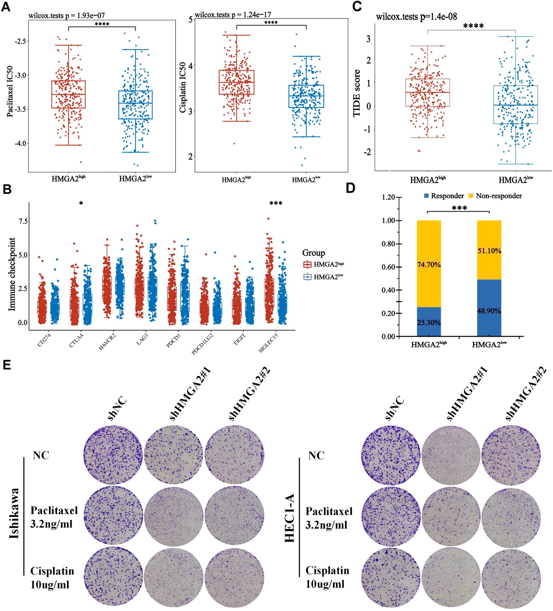 Graphs and images depict results related to HMGA2 expression. Panels A, B, and C show box plots comparing paclitaxel and cisplatin IC50 values, immune checkpoint expression, and TTIDE scores between HMGA2 high and low groups. Panel D shows a bar chart of responder and non-responder proportions. Panel E displays images of cell colonies treated with paclitaxel and cisplatin in Ishikawa and HEC-1-A cell lines under different HMGA2 knockdown conditions. Statistical significance is marked with asterisks.