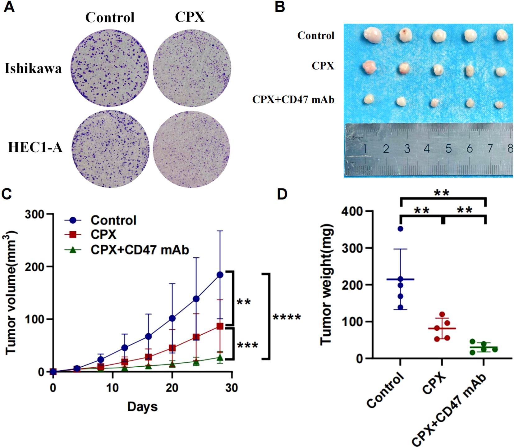 Panel A shows images of Ishikawa and HEC1-A cell colonies under control and CPX conditions. Panel B displays tumor samples from control, CPX, and CPX+CD47 mAb groups, with a ruler for scale. Panel C is a line graph of tumor volume over 30 days for control, CPX, and CPX+CD47 mAb groups, showing significant volume reduction in CPX+CD47 mAb. Panel D is a bar graph of tumor weight, indicating significantly lower weights in CPX and CPX+CD47 mAb groups compared to control. Statistical significance is marked with asterisks.