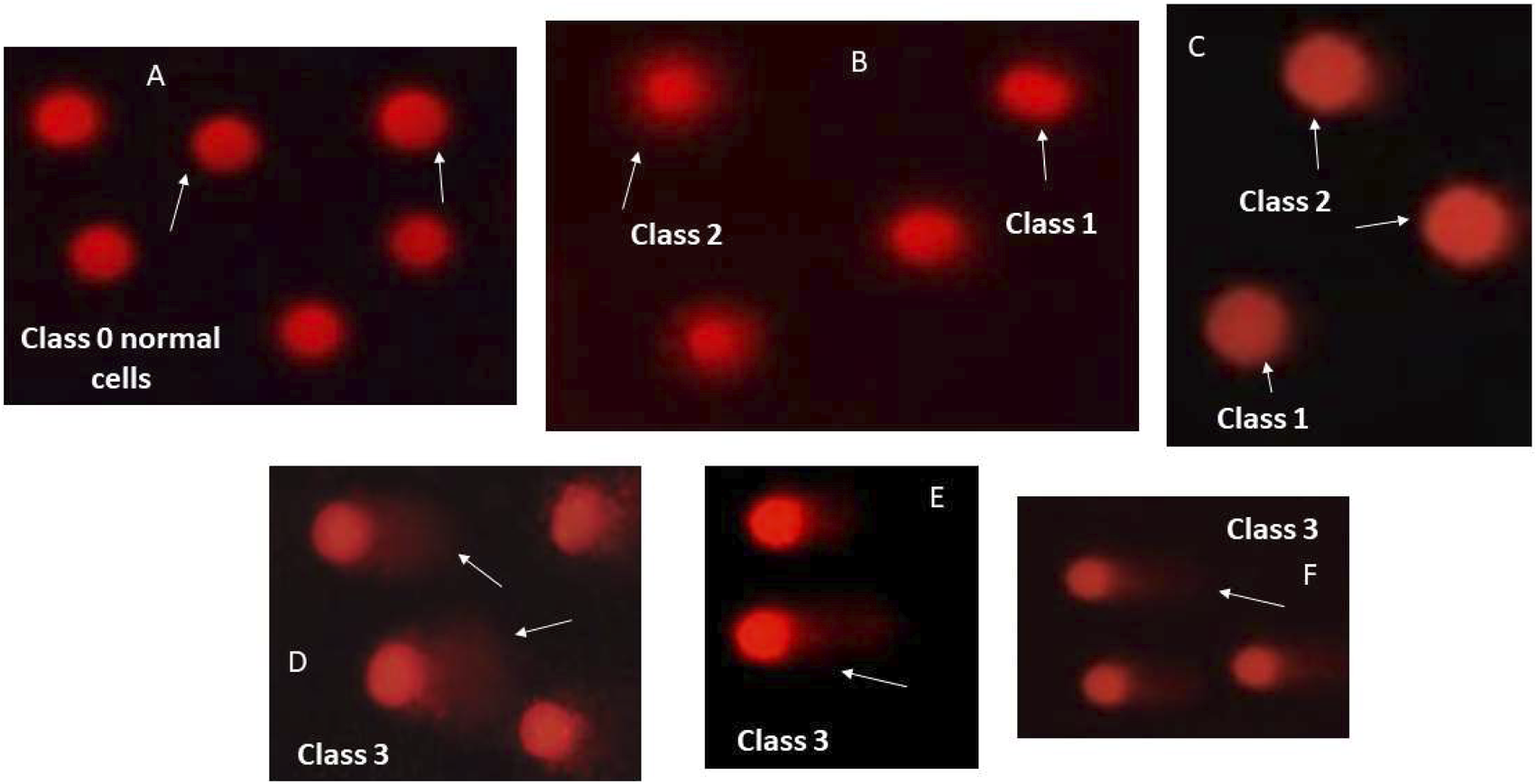 This is Visual scores of DNA damage using comet assay. Representative images of comet assay illustrating different types of cell classes (3 classes distributed into six images (A) class 0 normal cells without tail; (B,C) class 1 and 2 tailed cells; and (D–F): class 3 cells with extremely tailed cells.