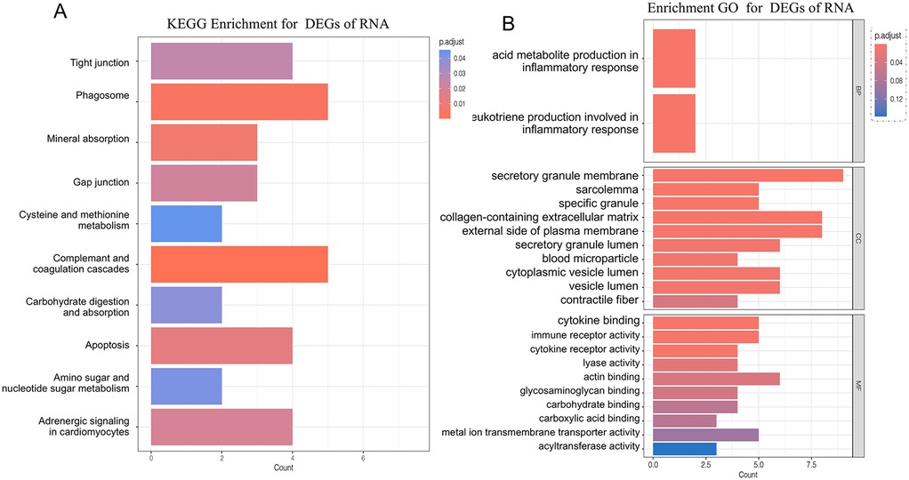Panel A shows KEGG pathway enrichment for differentially expressed RNAs, highlighting processes such as phagosome activity, complement and coagulation cascades, apoptosis, and tight junctions. Panel B presents Gene Ontology enrichment, divided into biological processes, cellular components, and molecular functions, with significant terms including inflammatory response, secretory granule membrane, collagen-containing extracellular matrix, cytokine binding, and immune receptor activity. Color intensity represents adjusted p-values, and bar length corresponds to gene counts.