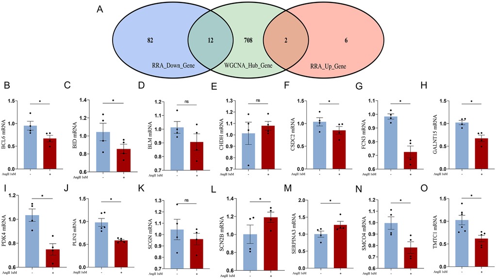 Panel A shows a Venn diagram comparing downregulated genes, upregulated genes, and WGCNA hub genes, highlighting twelve overlapping genes. Panels B–O display bar graphs of mRNA expression levels for selected genes (BCL6, BID, BLM, CHDH, CSDC2, FCN3, GALNT15, PDK4, PLN2, SCGN, SCN2B, SERPINA3, SMCO4, TMC1) under control and AngII treatment conditions. Significant changes are marked with asterisks, indicating differential expression between groups.