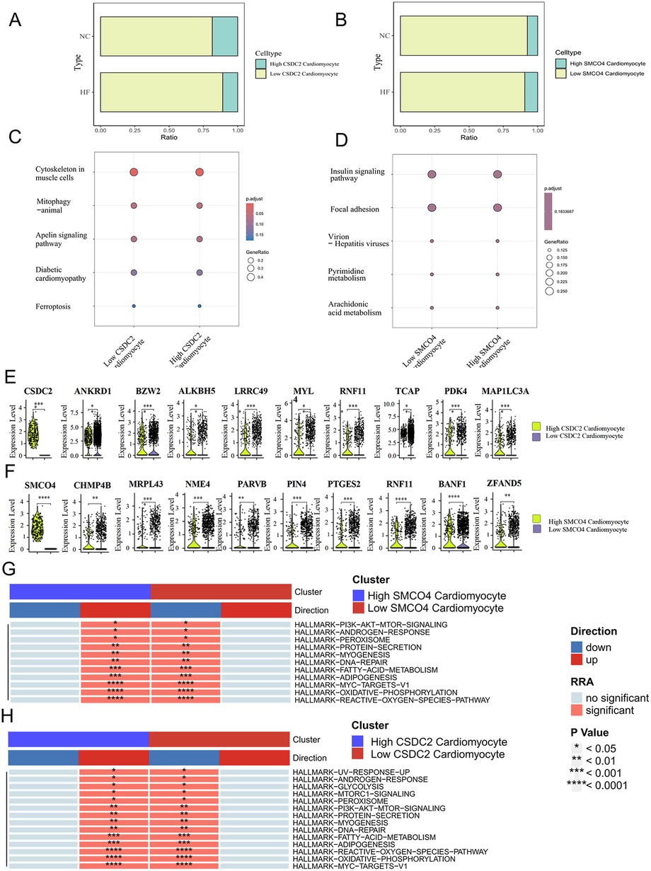 Panels A and B show stacked bar plots comparing proportions of high and low CSDC2 or SMCO4 cardiomyocytes between normal controls (NC) and heart failure (HF) samples. Panels C and D present dot plots of pathway enrichment, where high and low cardiomyocyte groups differ in processes such as mitophagy, ferroptosis, insulin signaling, and focal adhesion. Panels E and F display violin plots of gene expression for selected markers associated with high versus low CSDC2 or SMCO4 cardiomyocytes. Panels G and H are heatmaps of hallmark pathway enrichment, showing up- and down-regulated pathways between high and low SMCO4 or CSDC2 cardiomyocyte clusters, with significance indicated by asterisks.