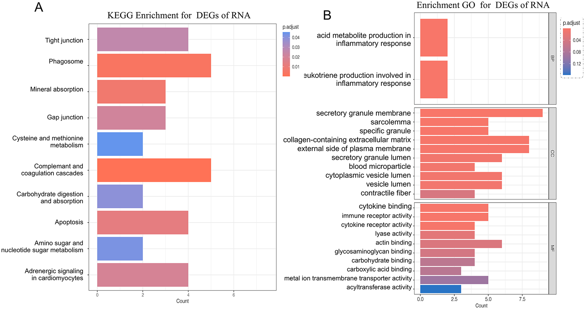 Panel A shows KEGG pathway enrichment for differentially expressed RNAs, highlighting processes such as phagosome activity, complement and coagulation cascades, apoptosis, and tight junctions. Panel B presents Gene Ontology enrichment, divided into biological processes, cellular components, and molecular functions, with significant terms including inflammatory response, secretory granule membrane, collagen-containing extracellular matrix, cytokine binding, and immune receptor activity. Color intensity represents adjusted p-values, and bar length corresponds to gene counts.