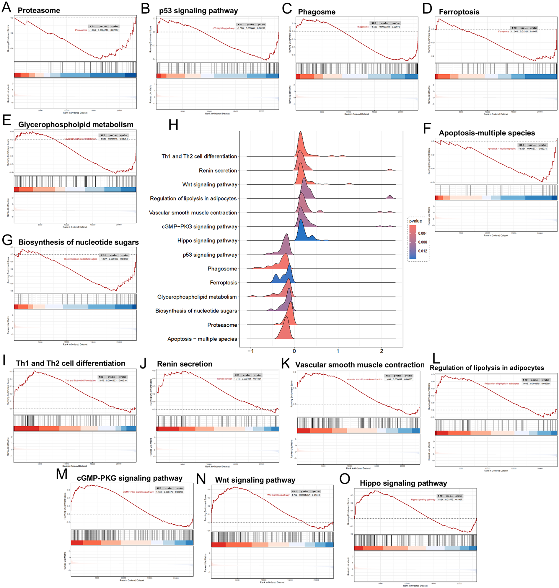 Panels A–G and I–O show gene set enrichment analysis plots of pathways including proteasome, p53 signaling, phagosome, ferroptosis, apoptosis, glycerophospholipid metabolism, nucleotide sugar biosynthesis, Th1 and Th2 cell differentiation, renin secretion, vascular smooth muscle contraction, regulation of lipolysis, cGMP–PKG signaling, Wnt signaling, and Hippo signaling. Panel H presents a ridge plot summarizing enrichment distributions across these pathways, with color gradients representing adjusted p-values.