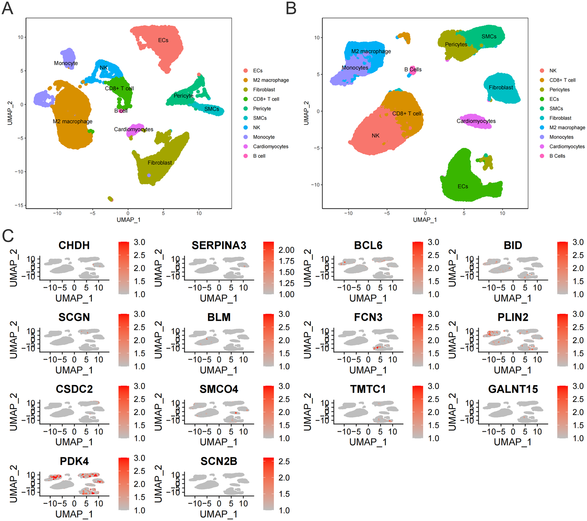 Panel A shows a UMAP plot clustering cell types including endothelial cells, M2 macrophages, fibroblasts, CD8+ T cells, pericytes, smooth muscle cells, NK cells, monocytes, cardiomyocytes, and B cells. Panel B presents another UMAP distribution of similar cell types with different grouping patterns. Panel C displays UMAP feature plots for genes such as CHDH, SERPINA3, BCL6, BID, SCGN, BLM, FCN3, PLN2, CSDC2, SMCO4, TMTC1, PDK4, SCN2B, and GALNT15, with expression intensity shown by red gradient shading across clusters.