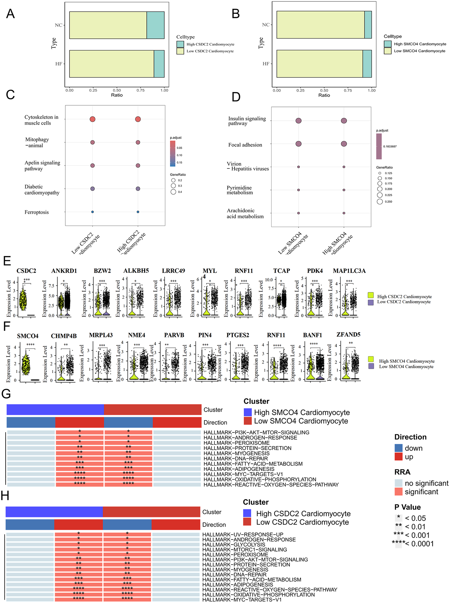 Panels A and B show stacked bar plots comparing proportions of high and low CSDC2 or SMCO4 cardiomyocytes between normal controls (NC) and heart failure (HF) samples. Panels C and D present dot plots of pathway enrichment, where high and low cardiomyocyte groups differ in processes such as mitophagy, ferroptosis, insulin signaling, and focal adhesion. Panels E and F display violin plots of gene expression for selected markers associated with high versus low CSDC2 or SMCO4 cardiomyocytes. Panels G and H are heatmaps of hallmark pathway enrichment, showing up- and down-regulated pathways between high and low SMCO4 or CSDC2 cardiomyocyte clusters, with significance indicated by asterisks.