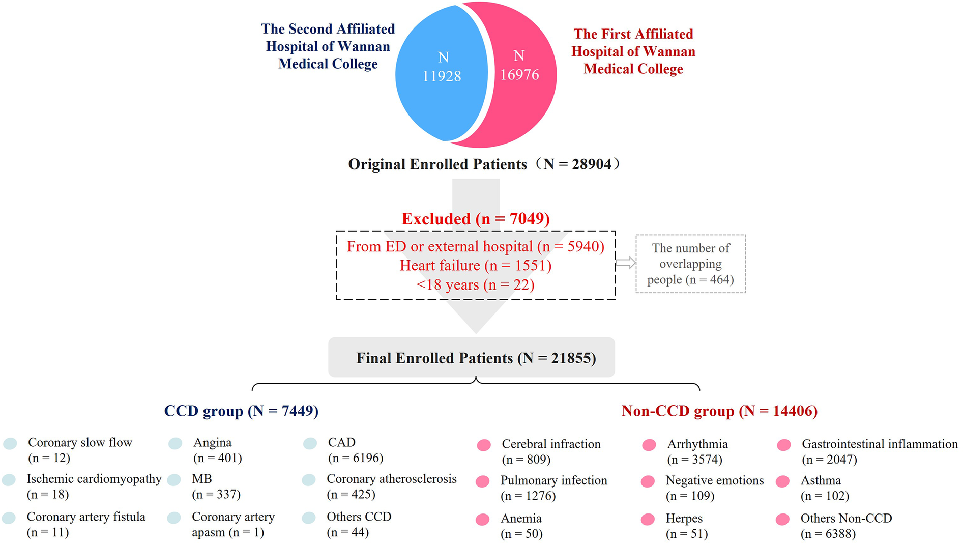 Flowchart showing patient enrollment from two affiliated hospitals. Initially, 28,904 were enrolled. After excluding 7,049 due to emergency department or external hospital (5,940), heart failure (1,551), or being under 18 (22), 21,855 remained. Groups: CCD (7,449) including coronary conditions and angina; Non-CCD (14,406) including cerebral infarction, arrhythmia, and inflammation.