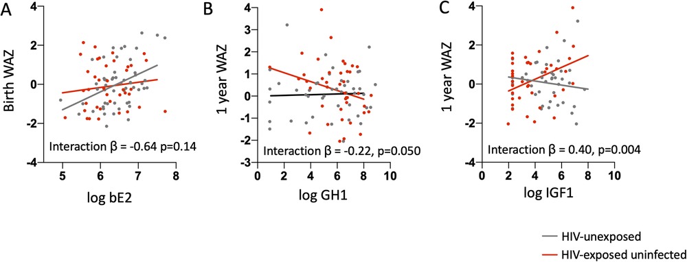Three scatter plots labeled A, B, C depict relationships between log-transformed concentrations of bE2, GH1, and IGF1 against WAZ. Plot A shows the relationship between bE2 and birth WAZ. Plot B shows the relationship between GH1 and 1-year WAZ. Plot C shows the relationship between IGF1 and 1-year WAZ. Grey dotes correspond to infants HIV unexposed while the red dots correspond to infant HIV exposed uninfected with corresponding trend lines.
