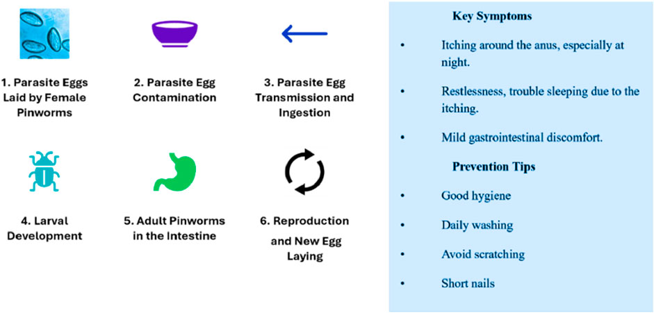 Lifecycle of pinworms shown in six stages: 1) Parasite eggs laid by female pinworms. 2) Egg contamination. 3) Egg transmission and ingestion. 4) Larval development. 5) Adult pinworms in intestine. 6) Reproduction and new egg laying. Key symptoms include itching, restlessness, and gastrointestinal discomfort. Prevention tips are good hygiene, daily washing, avoiding scratching, and keeping short nails.