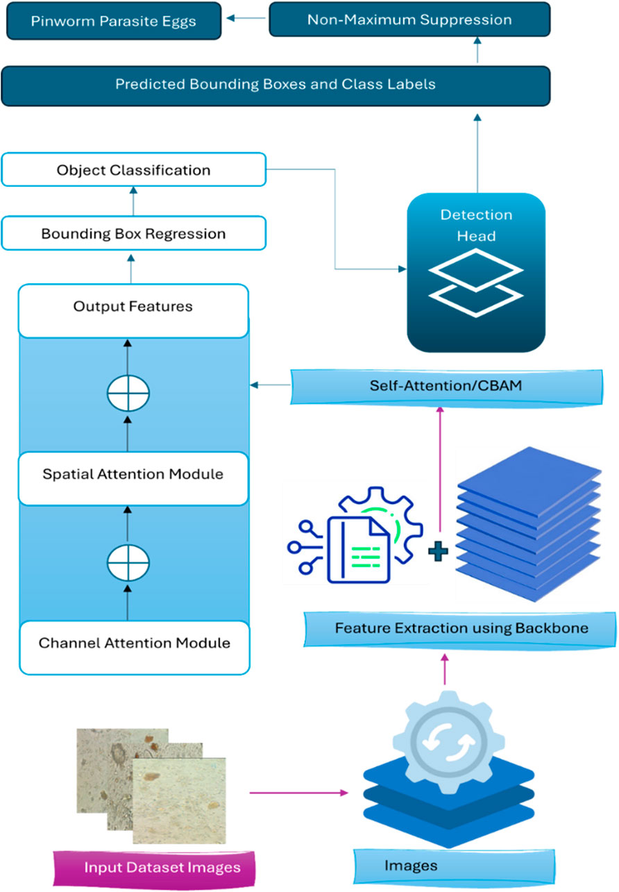 Flowchart describing a process for identifying pinworm parasite eggs. It starts with input dataset images, leading to feature extraction using a backbone. This progresses through channel and spatial attention modules, producing output features. These are used in bounding box regression and object classification, culminating in predicted bounding boxes and class labels, further refined by non-maximum suppression targeting pinworm parasite eggs. Detection head and self-attention/CBAM modules are included.