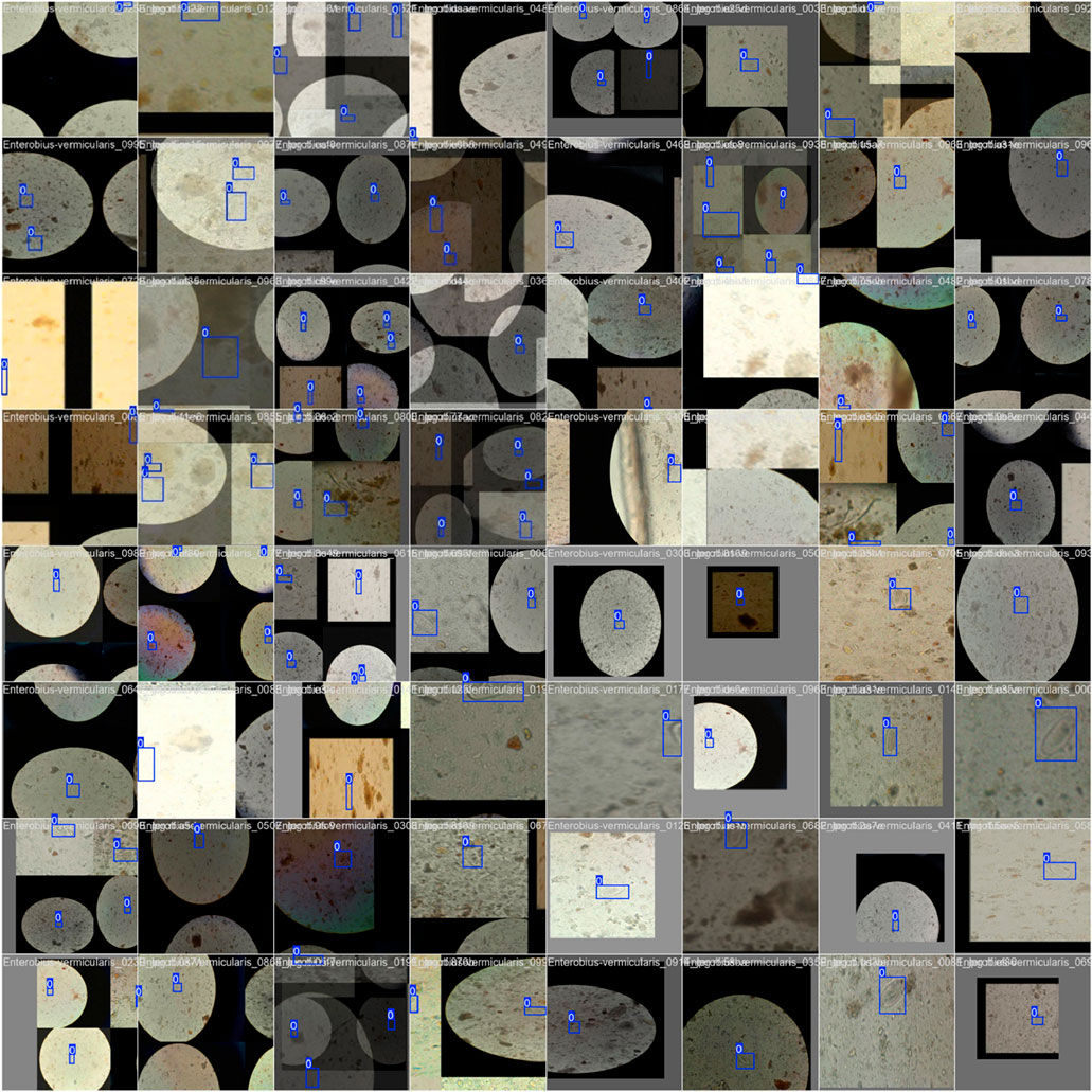 Microscopic images arranged in a grid, depicting what appear to be oval-shaped objects or cells. Blue annotations mark specific points of interest on each image. The background and lighting vary across images.