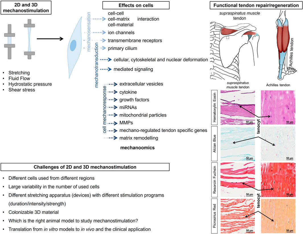 2D and 3D mechanostimulation involves stretching, fluid flow, hydrostatic pressure, and shear stress. These affect cellular functions such as interaction, ion channels, and signal mediation, influencing cell deformation and remodeling. Images illustrate tendon repair in the supraspinatus and Achilles tendons through different staining methods, highlighting tenocytes. Challenges include variability in cells, stretching apparatus, 3D material suitability, and translating in vitro findings to clinical applications.