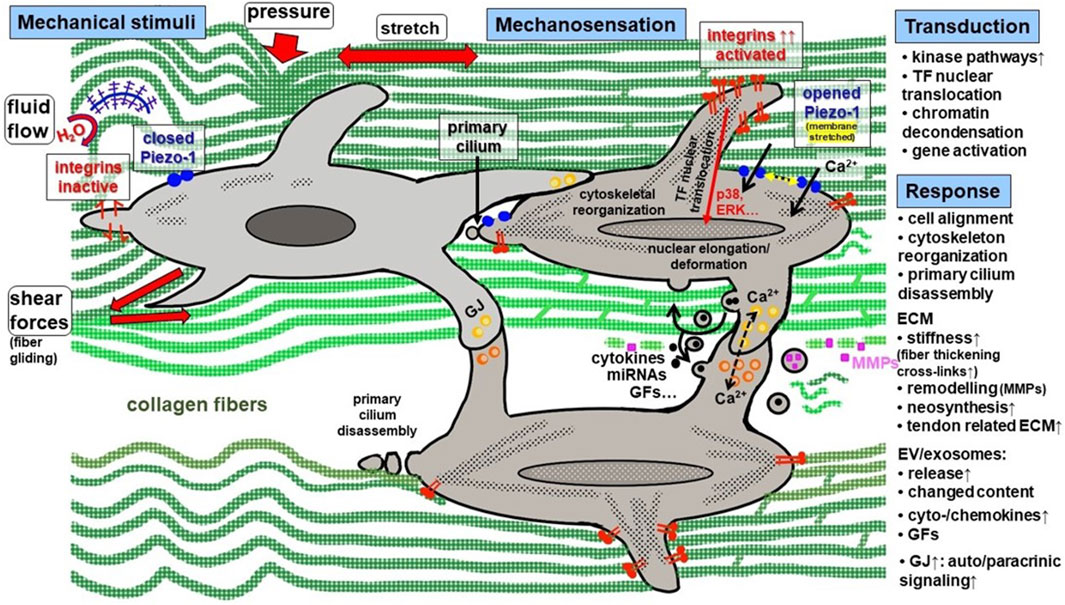 Diagram illustrating mechanosensation in cells under various mechanical stimuli such as pressure, stretch, fluid flow, and shear forces. It shows cytoskeletal reorganization, calcium ion movement, integrin activation, and Piezo-1 channel opening. Responses include cell alignment, cytoskeleton reorganization, and cytokine release. Effects on extracellular matrix include increased stiffness and remodeling. Transduction involves kinase pathways and gene activation.