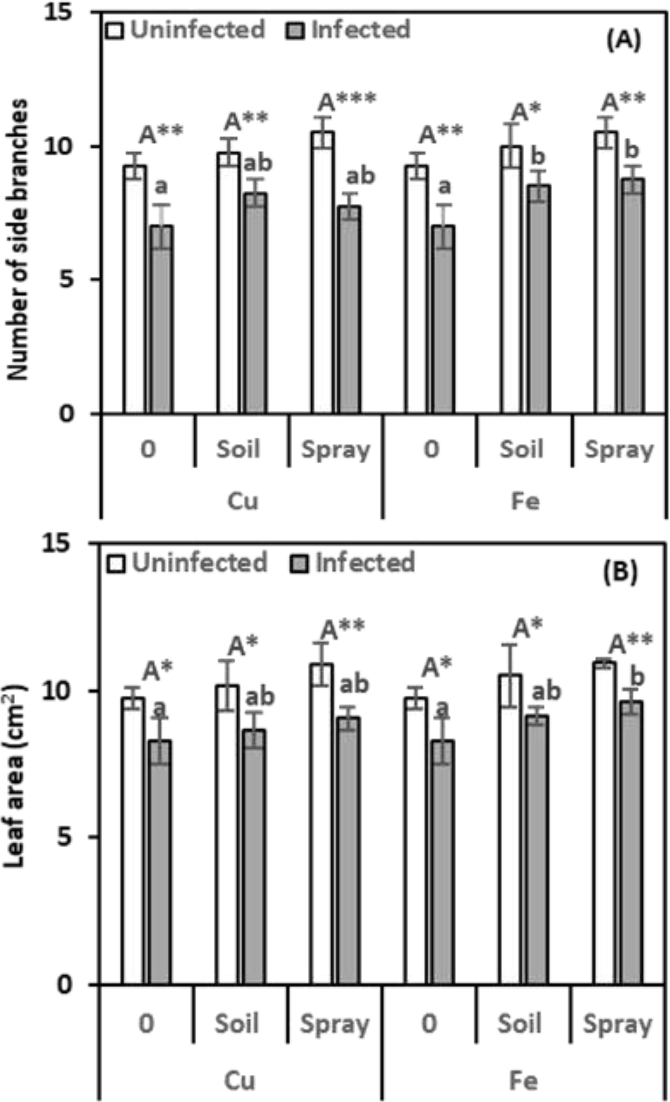 Bar graphs show the number of side branches (A) and leaf area in square centimeters (B) for uninfected and infected plants across different treatments: 0, soil, and spray for copper (Cu) and iron (Fe). Uninfected plants generally have higher values than infected ones. Statistical significance is noted with asterisks and letters above bars.