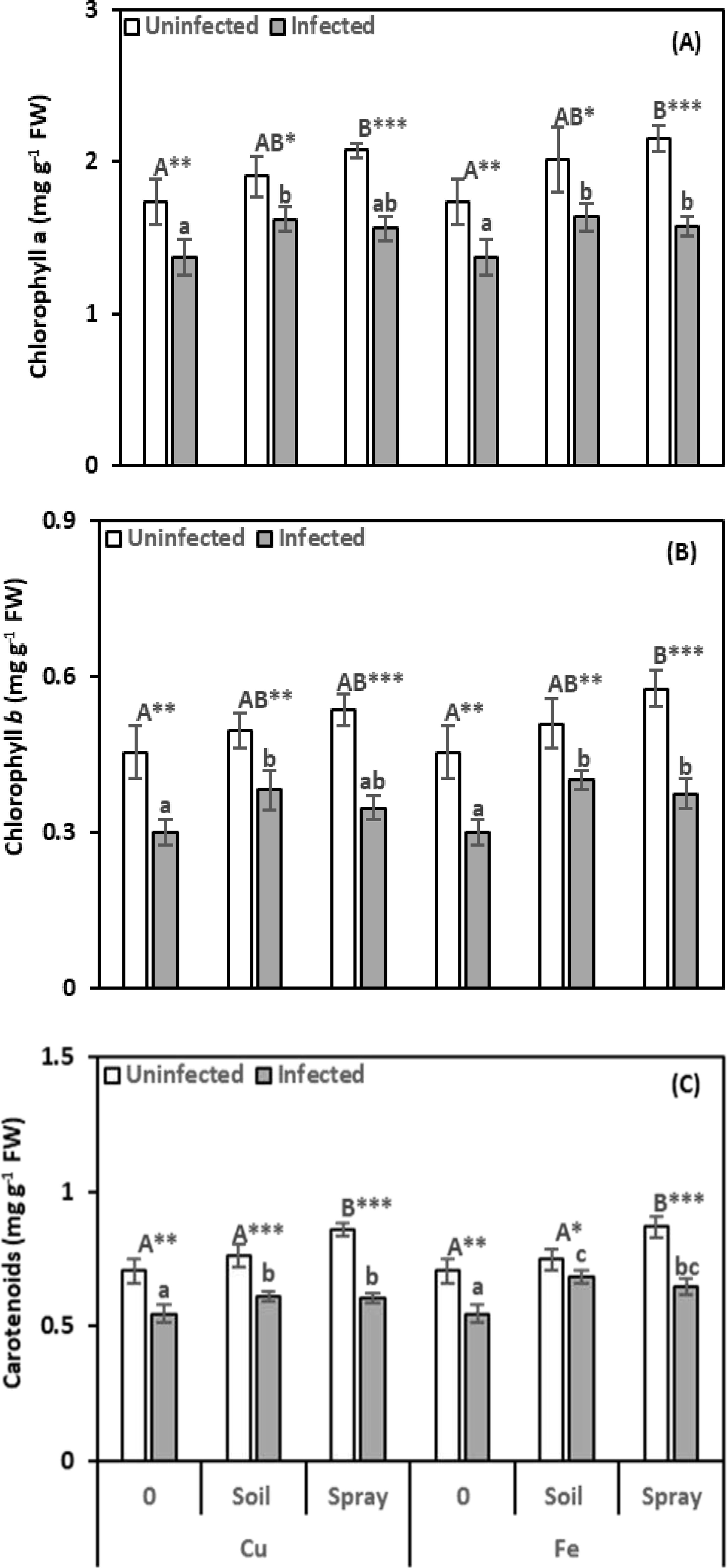 Three bar graphs labeled A, B, and C compare levels of chlorophyll a, chlorophyll b, and carotenoids, respectively, in uninfected and infected plants, featuring treatments of 0, soil, and spray for copper (Cu) and iron (Fe). Uninfected plants consistently show higher levels across all conditions, with statistically significant differences indicated by asterisks.