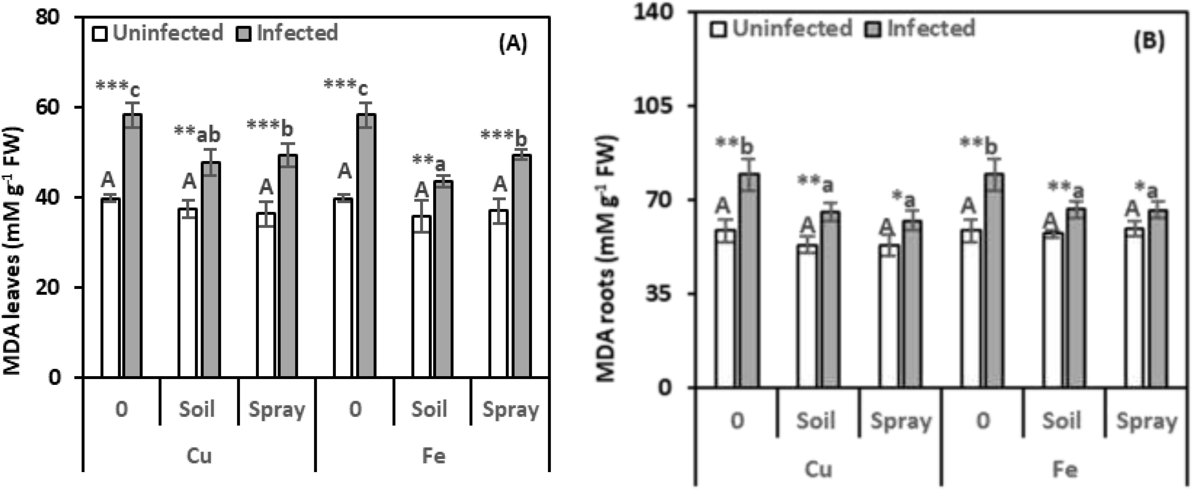 Bar graphs labeled A and B compare MDA levels in leaves and roots, respectively, for uninfected and infected samples. Graph A shows higher MDA levels in infected leaves across treatments: control, copper soil, spray, iron soil, and spray. Graph B illustrates similar trends in roots, with infected samples showing higher MDA across the same treatments. Statistical significance is marked with asterisks.