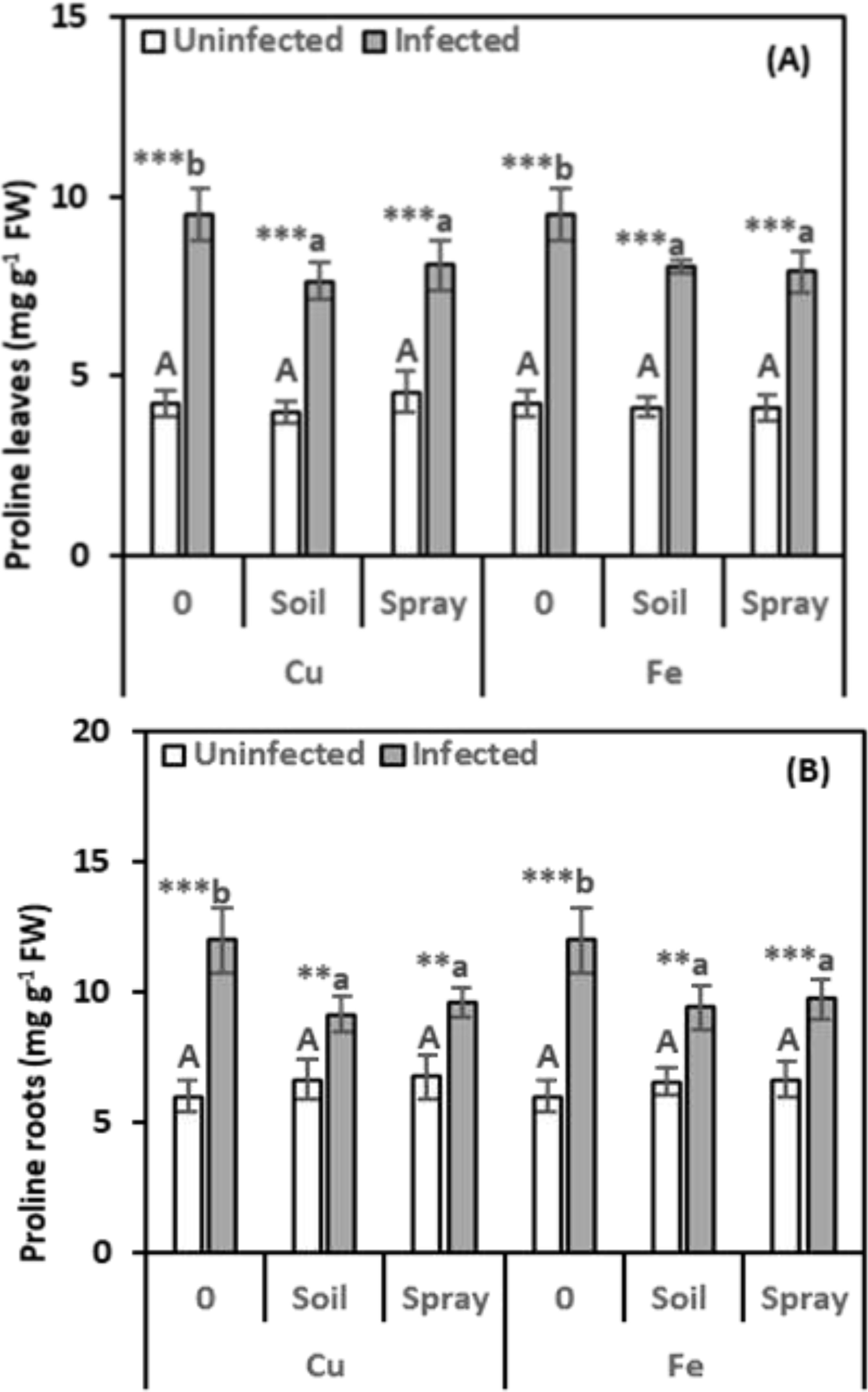Bar graphs illustrating proline levels in leaves (A) and roots (B) of uninfected and infected samples. Bars are categorized by treatments: zero, soil, and spray for both copper and iron. Infected samples show higher proline levels in both leaves and roots compared to uninfected samples. Statistical significance is indicated with letters A and B, and asterisks.
