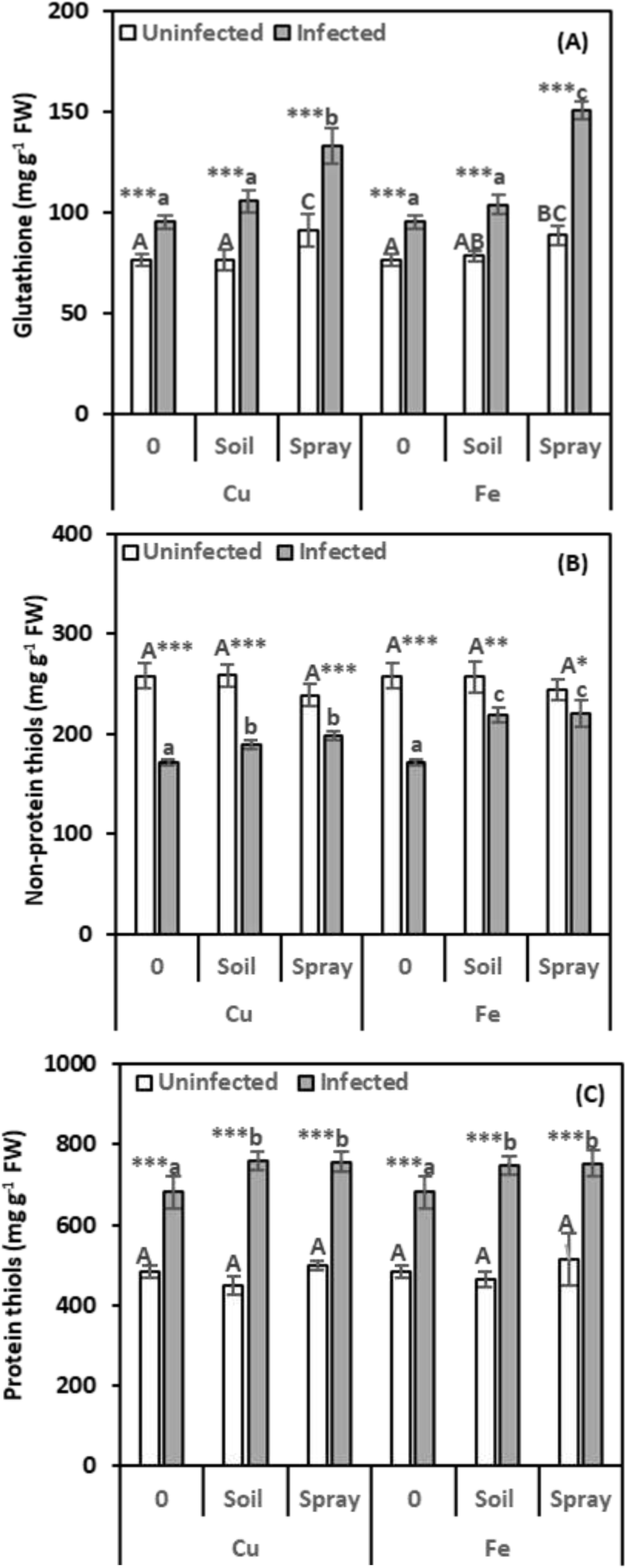 Bar charts showing the effects of copper (Cu) and iron (Fe) treatments on glutathione, non-protein thiols, and protein thiols in uninfected and infected samples. The x-axis indicates treatments: 0, soil, spray for Cu and Fe. The y-axes display concentrations in milligrams per gram fresh weight (FW) for glutathione, non-protein thiols, and protein thiols. Light bars represent uninfected samples, dark bars represent infected samples. Significance levels and letters indicate statistical differences.