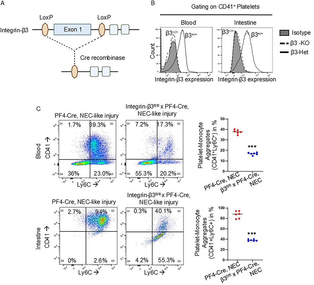 Diagram illustrating the targeting of integrin-β3 using Cre recombinase in Panel A. Panel B shows flow cytometry plots of CD41+ platelets with integrin-β3 expression in blood and intestine, comparing β3-KO and β3-Het mice. Panel C presents dot plots of Ly6C and CD41 levels in blood and intestine, displaying percentages of cell populations with NEC-like injury. The graphs depict platelet-monocyte aggregates in different conditions, showing significant differences indicated by asterisks (***).