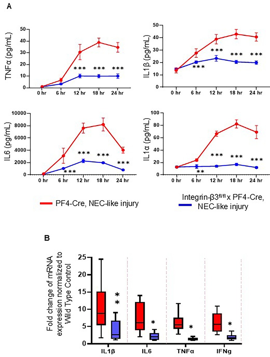 Graphs show cytokine levels and mRNA expression changes over time during NEC-like injury. Panel A displays four line graphs comparing cytokine levels (TNFα, IL1β, IL6, IL1α) over 24 hours for PF4-Cre (red) and Integrin-β3^f/f x PF4-Cre (blue). Panel B shows box plots of mRNA fold changes for IL1β, IL6, TNFα, and IFNg. Statistical significance is marked with asterisks.