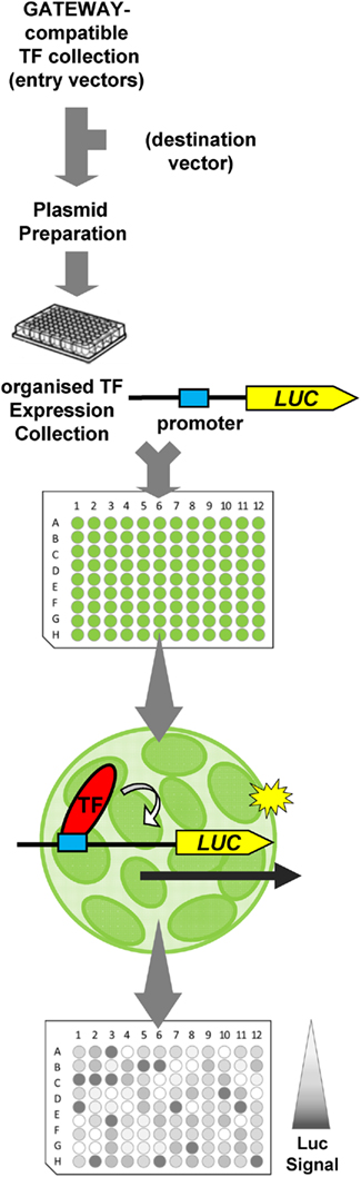 www.frontiersin.org