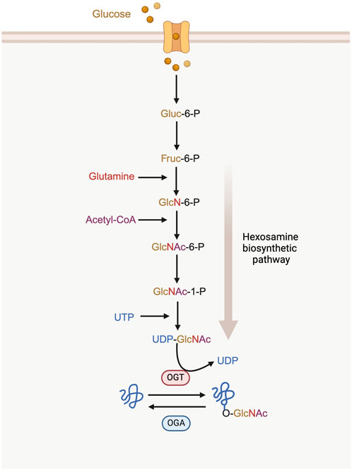 Diagram illustrating the hexosamine biosynthetic pathway. Glucose enters a cell, converting sequentially to Gluc-6-P, Fruc-6-P, and GlcN-6-P, with the addition of glutamine. Acetyl-CoA transforms GlcN-6-P into GlcNAc-6-P, then GlcNAc-1-P, and further into UDP-GlcNAc via UTP. OGT mediates conversion to O-GlcNAc on proteins, reversible by OGA.