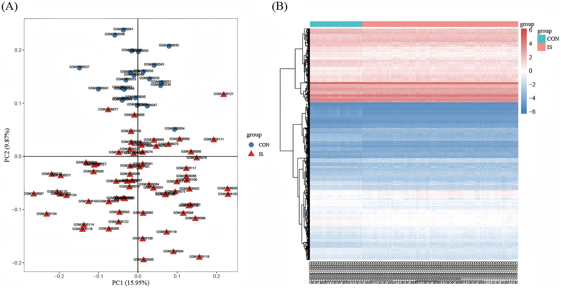 Scatter plot (A) and heatmap (B) comparing two groups, CON and IS. Plot (A) shows principal component analysis with blue circles for CON and red triangles for IS. Heatmap (B) shows expression levels with clusters of blue and red, indicating differences between groups.