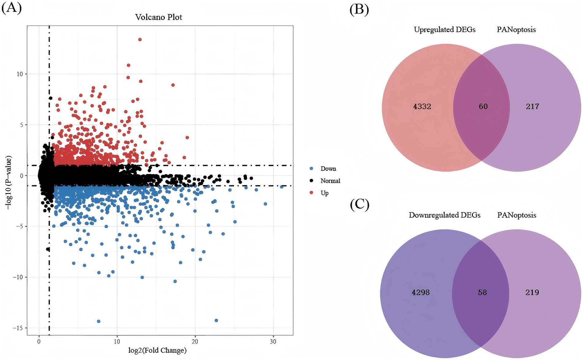Volcano plot and Venn diagrams describe gene expression data. Panel A shows a volcano plot with genes categorized by expression: upregulated (red), downregulated (blue), and normal (black). Panel B presents a Venn diagram for upregulated DEGs and PANoptosis, indicating 60 overlapping genes. Panel C shows downregulated DEGs and PANoptosis with 58 overlaps.