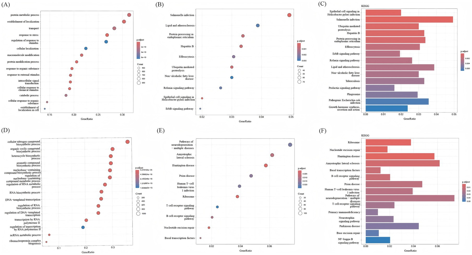 Six panels illustrating gene enrichment analysis. Panels A, B, D, and E are dot plots; Panels C and F are bar plots. Each panel shows different pathways or processes ranked by GeneRatio. The dot size indicates pathway count, and color reflects p-adjust values, with a gradient from blue to red representing significance levels. Panel A focuses on metabolic processes, B on infections and signaling pathways, C and F on KEGG pathways, D on biosynthetic processes, and E on neurodegeneration pathways.