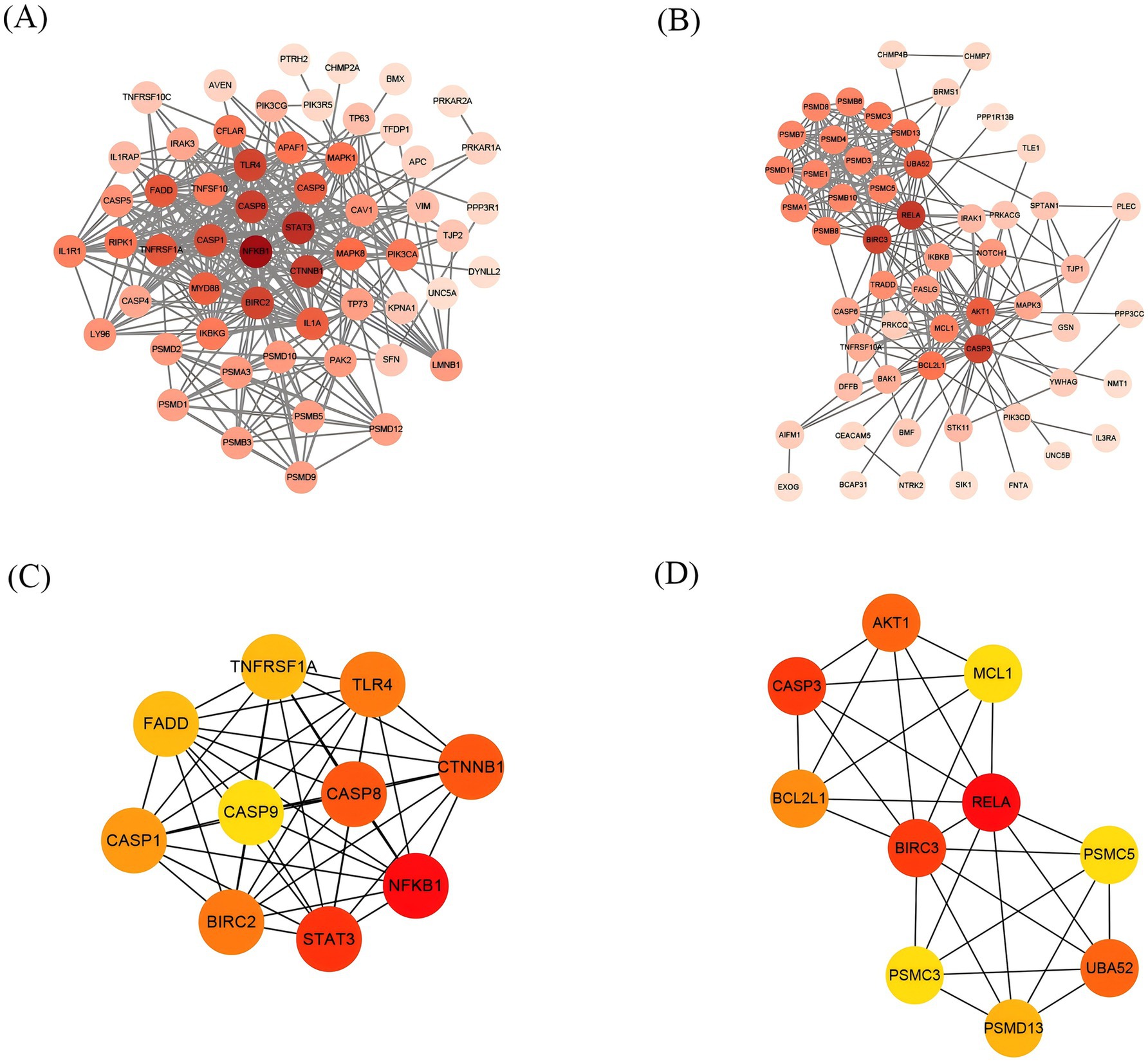 Four network diagrams labeled A, B, C, and D show interactions between proteins. Nodes are colored gradients from light pink to red, indicating varying levels of interaction strength or importance. Each node is labeled with protein names like CASP3, TP53, and RELA. Lines connect nodes, illustrating protein interactions or relationships within each network.