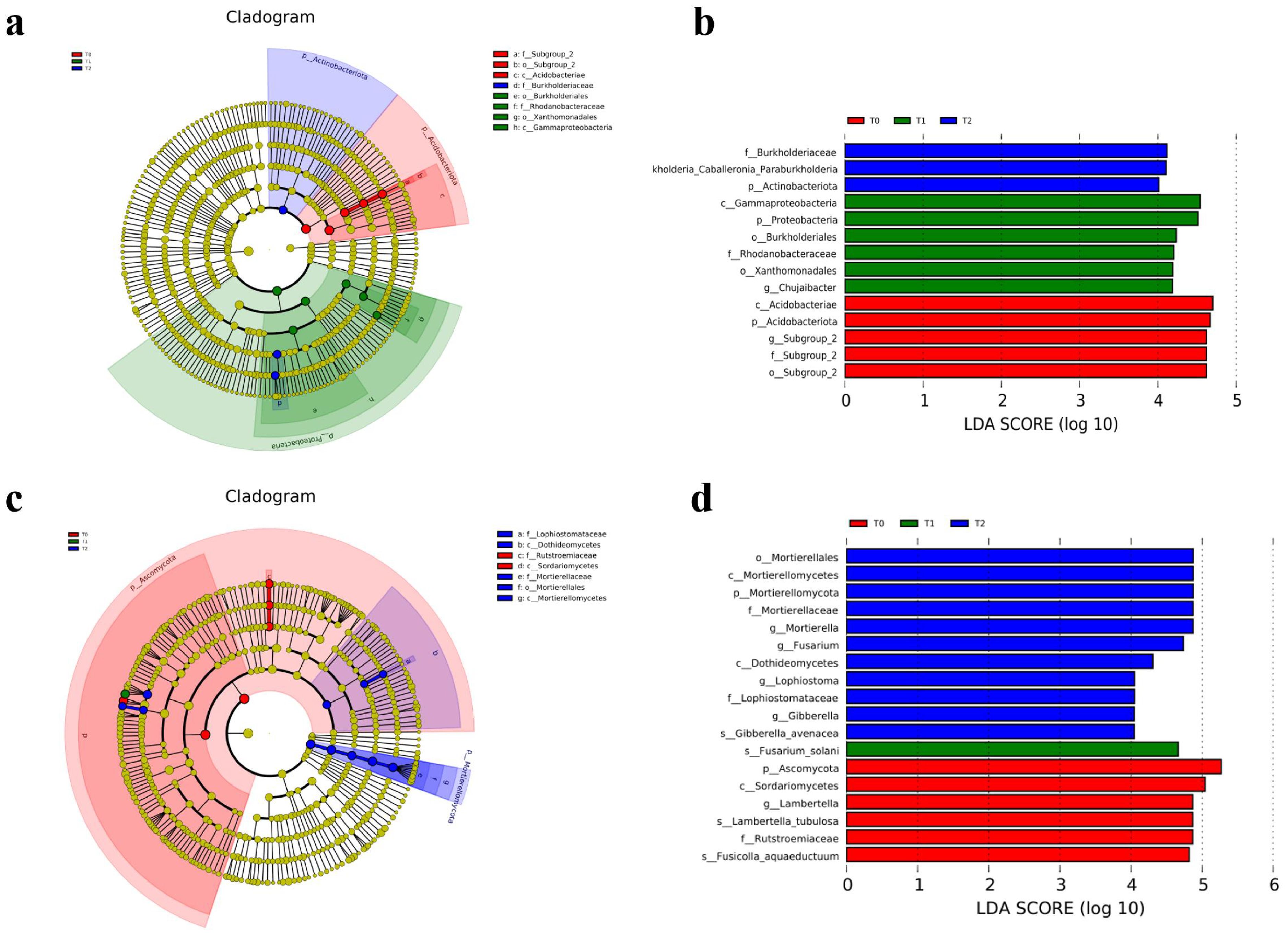 Cladograms and bar charts depict microbial data. Cladograms (a, c) show relationships with colored highlights for specific taxa. Bar charts (b, d) present LDA scores on a logarithmic scale for different time points (T0, T1, T2), showing relative abundance of taxa, color-coded to match cladograms.