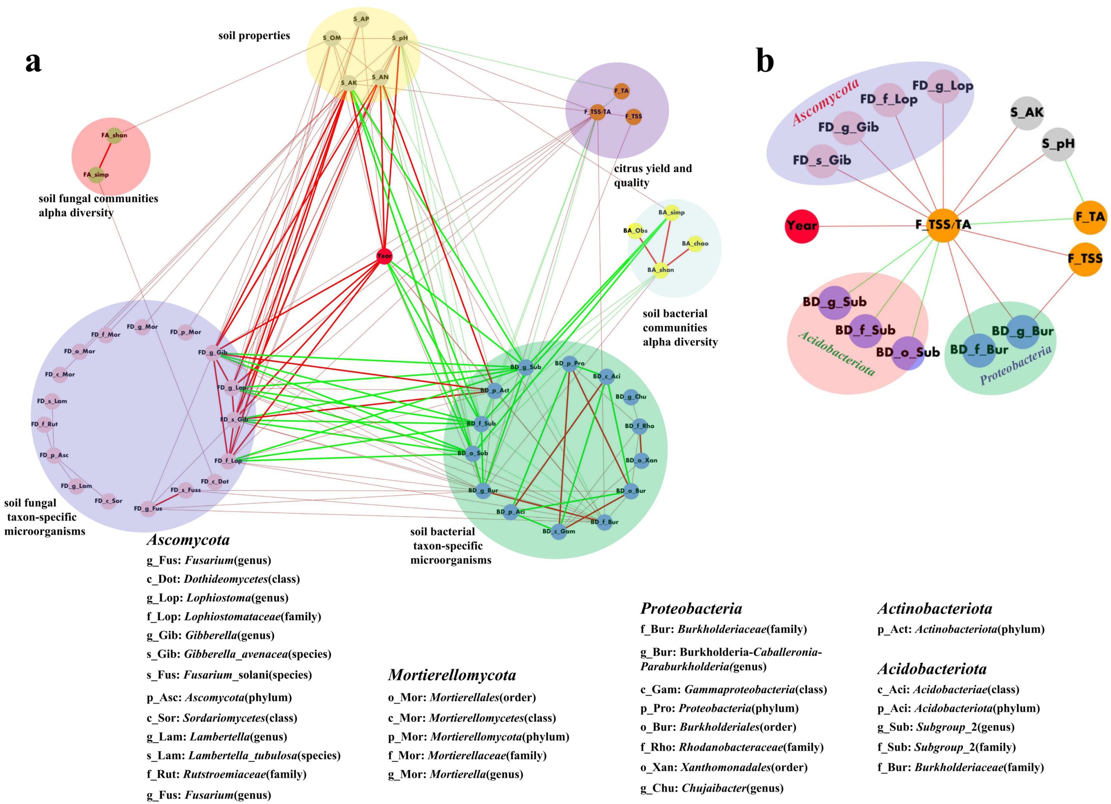 Diagram depicting two networks (labeled a and b) of interactions between soil properties, fungal and bacterial communities, and citrus yield metrics. Network (a) has multiple clusters with colored circles and connecting lines representing interactions. Network (b) focuses on a central node with fewer connections. Labels identify different microbial and property groups. Key terms include Ascomycota, Mortierellomycota, Proteobacteria, and citrus yield factors such as TSS and TA. Arrows and lines indicate relationships and interactions among these components.